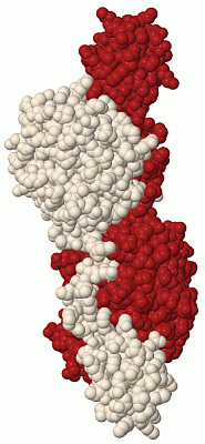 Image Biol.Unit 1 - manually