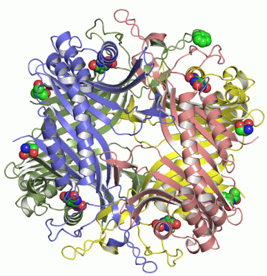 Image Asym./Biol. Unit - manually