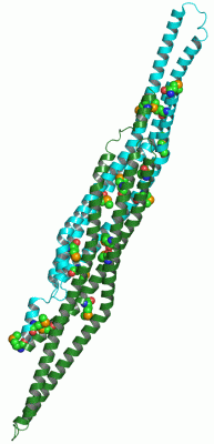 Image Asym./Biol. Unit - manually