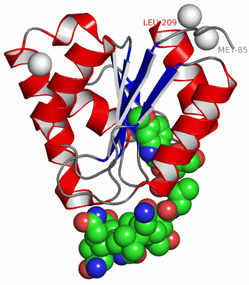 Image Asym./Biol. Unit - manually