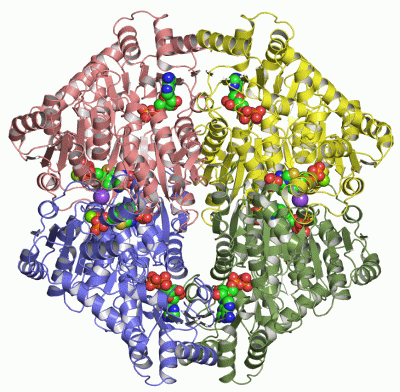 Image Asym./Biol. Unit - manually