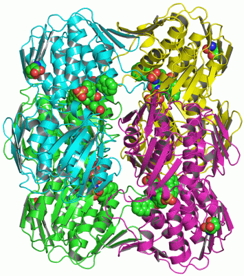 Image Asym./Biol. Unit - manually