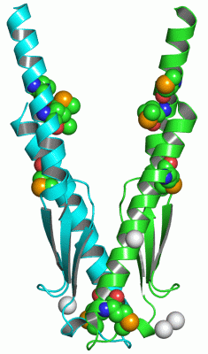 Image Asym./Biol. Unit - manually