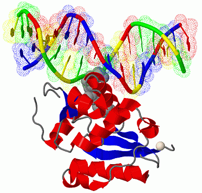 Image Biol.Unit 1 - manually