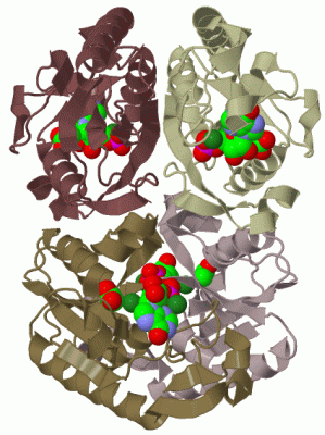 Image Biol.Unit 1 - manually