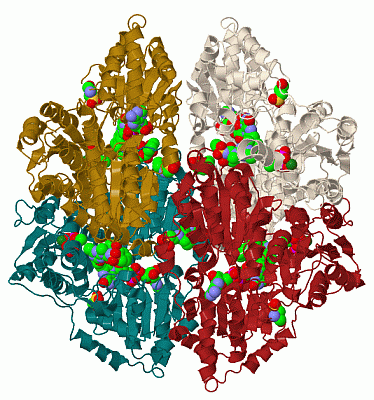 Image Biol.Unit 1 - manually