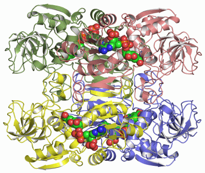 Image Asym./Biol. Unit - manually