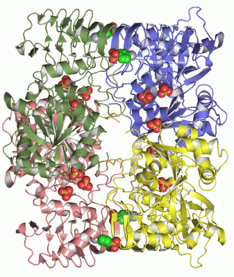 Image Asym./Biol. Unit - manually