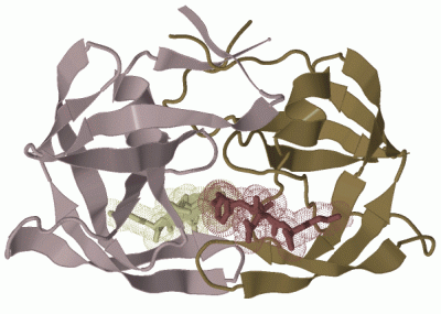 Image Biol.Unit 1 - manually