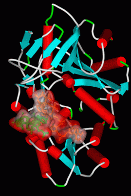 Image Biol.Unit 1 - manually