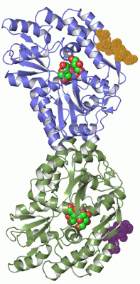 Image Asym./Biol. Unit - manually