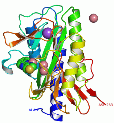 Image Asym./Biol. Unit - manually