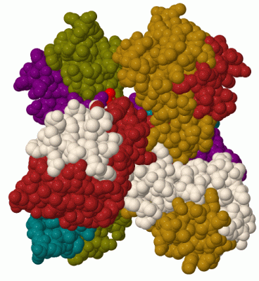 Image Biol.Unit 1 - manually