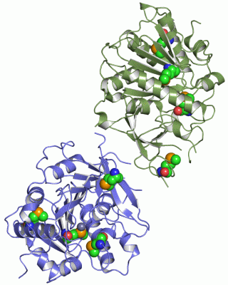 Image Asym./Biol. Unit - manually