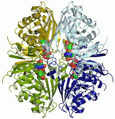 Image Asym./Biol. Unit - manually