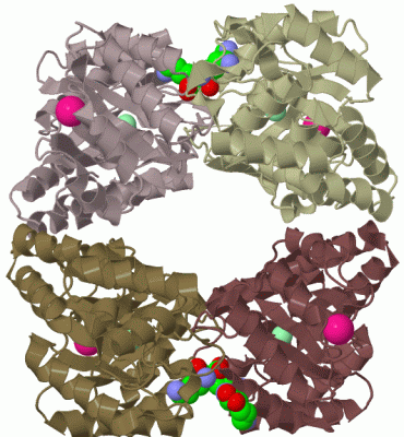 Image Biol.Unit 1 - manually