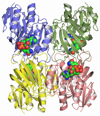 Image Asym./Biol. Unit - manually