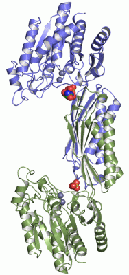 Image Asym./Biol. Unit - manually