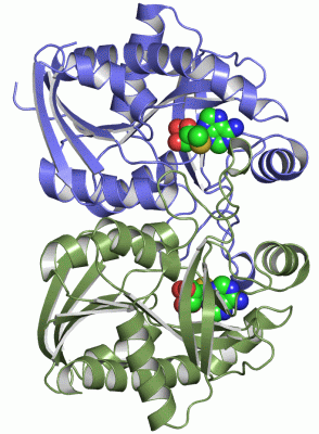 Image Asym./Biol. Unit - manually