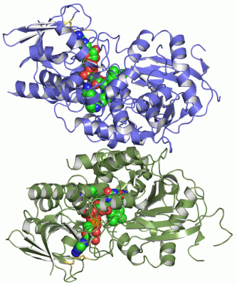 Image Asym./Biol. Unit - manually