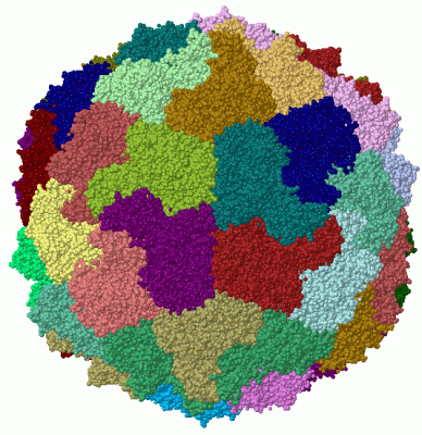 Image Biol.Unit 1 - manually