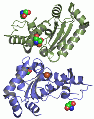 Image Asym./Biol. Unit - manually