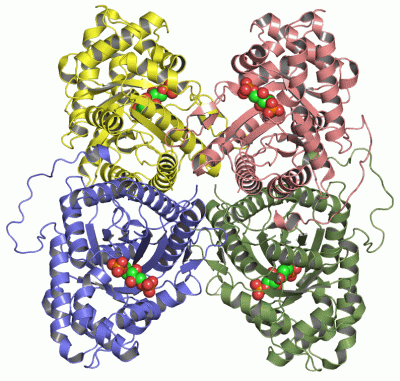 Image Asym./Biol. Unit - manually