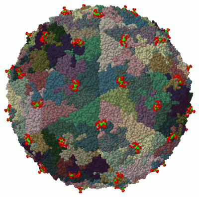 Image Biol.Unit 1 - manually