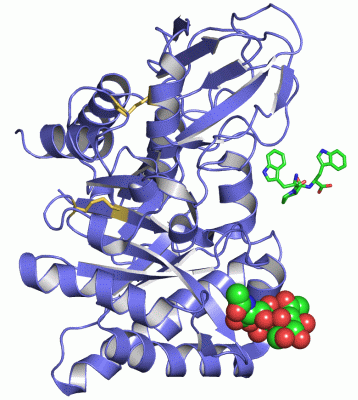 Image Asym./Biol. Unit - manually