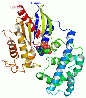 Image Asym./Biol. Unit - manually