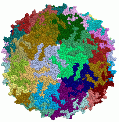 Image Biol.Unit 1 - manually