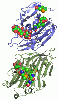 Image Asym./Biol. Unit - manually