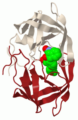 Image Biol.Unit 1 - manually