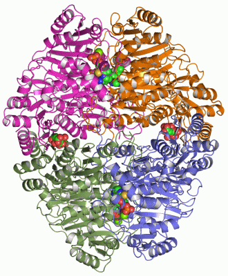 Image Asym./Biol. Unit - manually