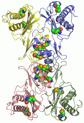 Image Asym./Biol. Unit - manually