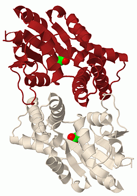 Image Biol.Unit 1 - manually