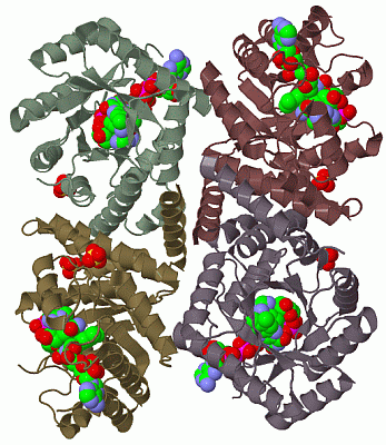 Image Biol.Unit 1 - manually