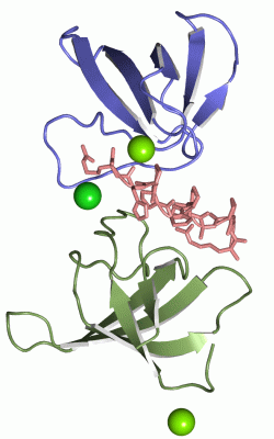 Image Asym./Biol. Unit - manually