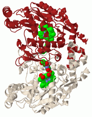 Image Biol.Unit 1 - manually