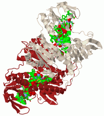 Image Biol.Unit 1 - manually