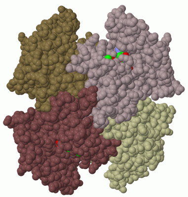 Image Biol.Unit 1 - manually