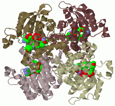 Image Biol.Unit 1 - manually