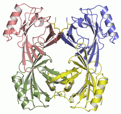 Image Asym./Biol. Unit - manually