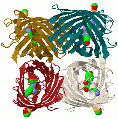 Image Biol.Unit 1 - manually