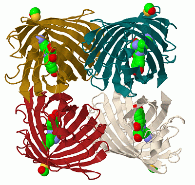 Image Biol.Unit 1 - manually