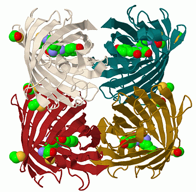 Image Biol.Unit 1 - manually