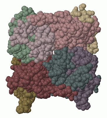 Image Biol.Unit 1 - manually