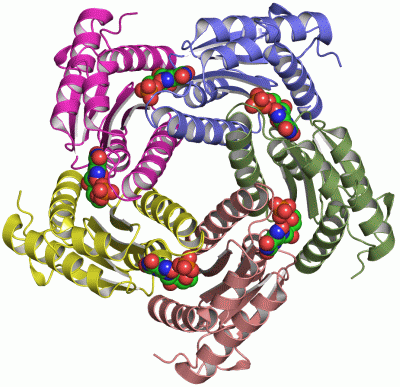 Image Asym./Biol. Unit - manually