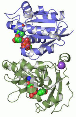 Image Asym./Biol. Unit - manually