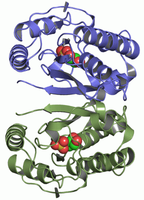 Image Asym./Biol. Unit - manually